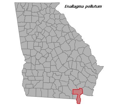 Enallagma pollutum
(Florida Bluet)
